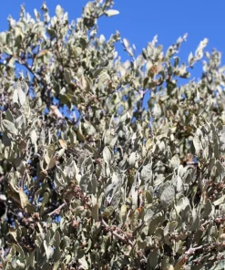 Jojoba Seeds - Simmondsia Chinensis Shrub Seeds - 5 Count - Evergreen - Outdoor - Image 2