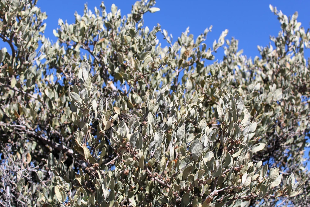 Jojoba Seeds - Simmondsia Chinensis Shrub Seeds - 5 Count - Evergreen - Outdoor - Image 2