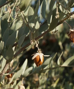 Jojoba Seeds - Simmondsia Chinensis Shrub Seeds - 5 Count - Evergreen - Outdoor - Image 4
