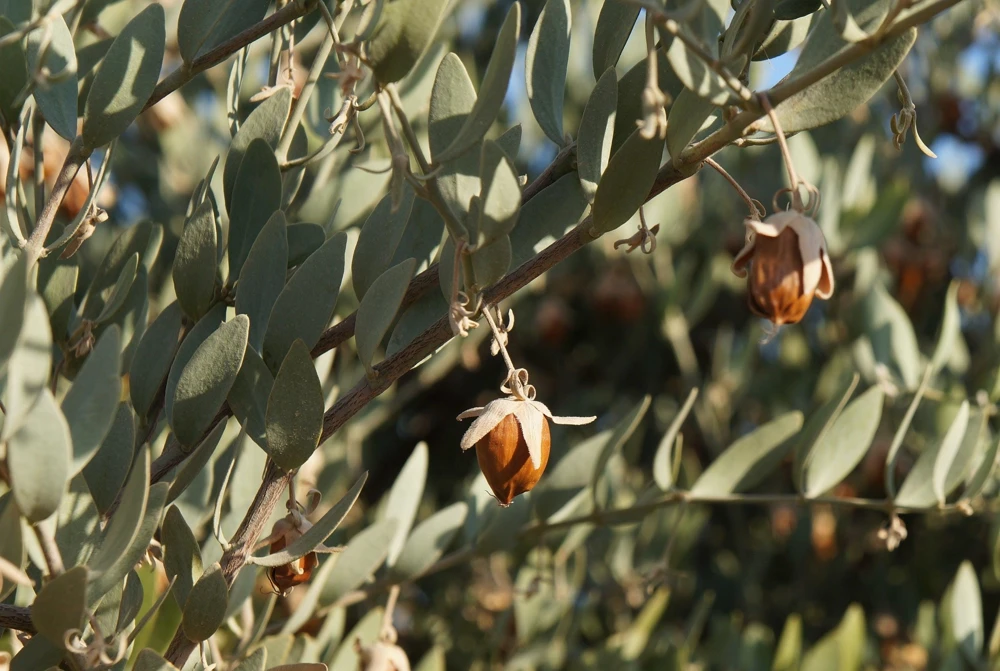 Jojoba Seeds - Simmondsia Chinensis Shrub Seeds - 5 Count - Evergreen - Outdoor - Image 4
