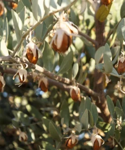 Jojoba Seeds - Simmondsia Chinensis Shrub Seeds - 5 Count - Evergreen - Outdoor - Image 5