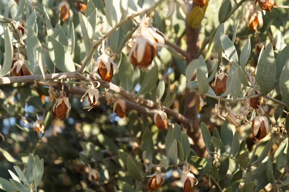 Jojoba Seeds - Simmondsia Chinensis Shrub Seeds - 5 Count - Evergreen - Outdoor - Image 5
