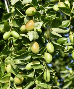 Jojoba Seeds - Simmondsia Chinensis Shrub Seeds - 5 Count - Evergreen - Outdoor - Image 6