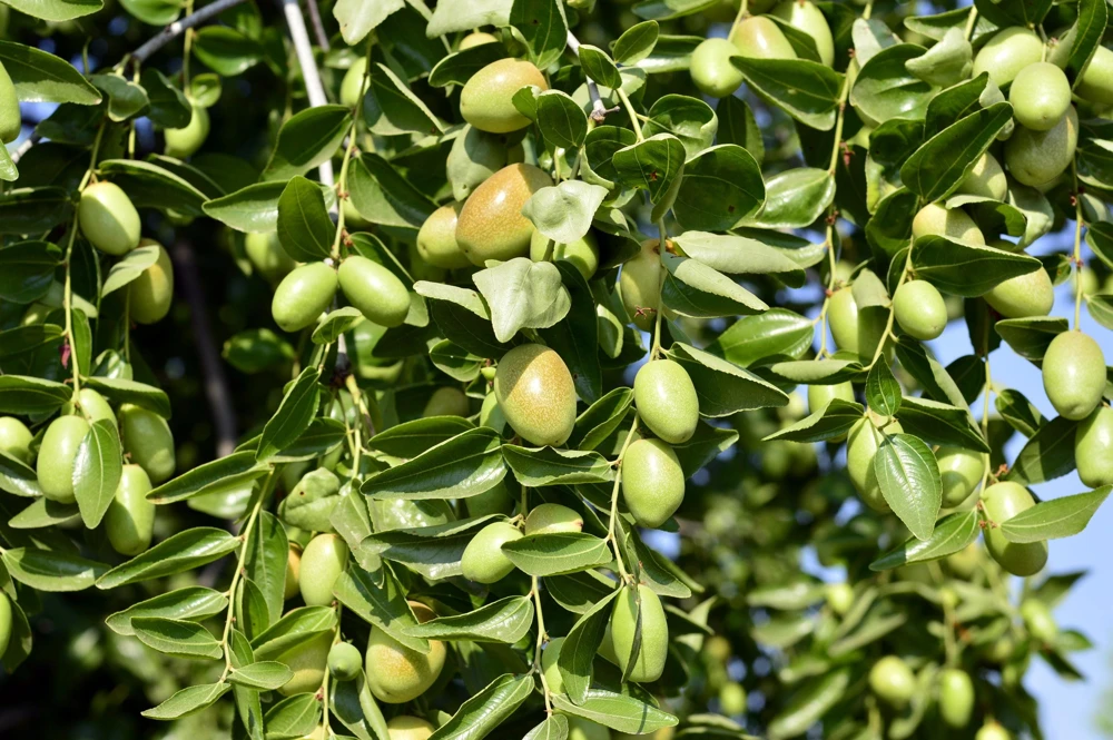 Jojoba Seeds - Simmondsia Chinensis Shrub Seeds - 5 Count - Evergreen - Outdoor - Image 6