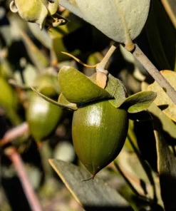 Jojoba Seeds - Simmondsia Chinensis Shrub Seeds - 5 Count - Evergreen - Outdoor - Image 7