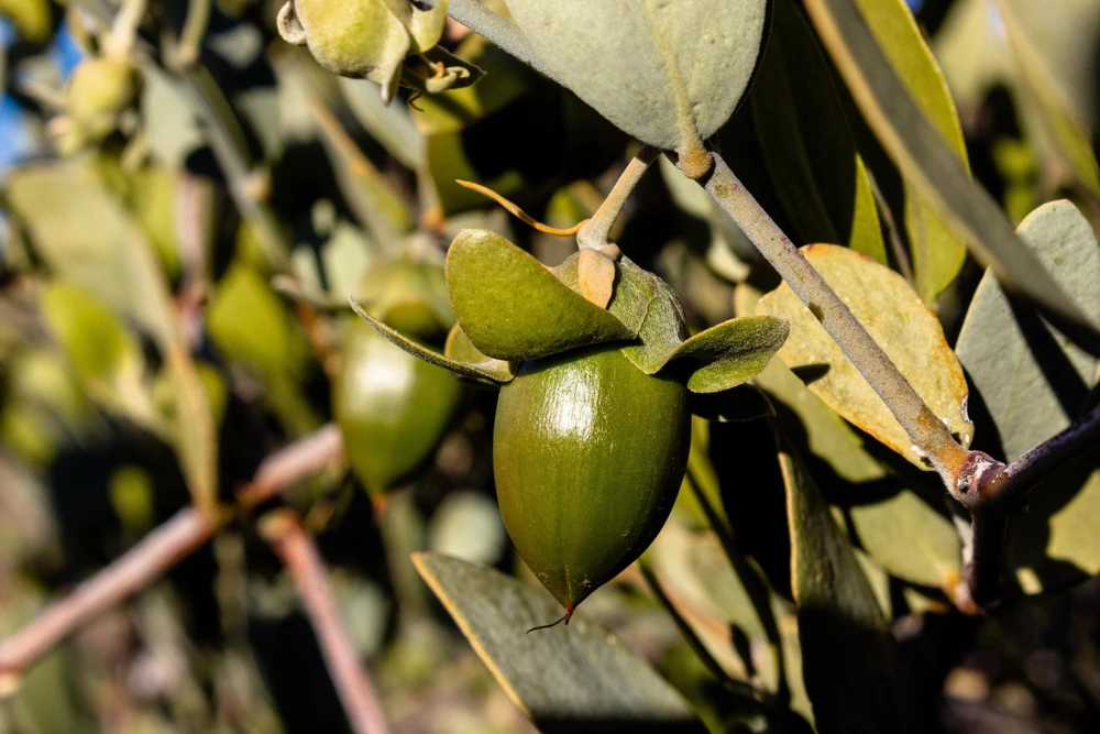 Jojoba Seeds - Simmondsia Chinensis Shrub Seeds - 5 Count - Evergreen - Outdoor - Image 7