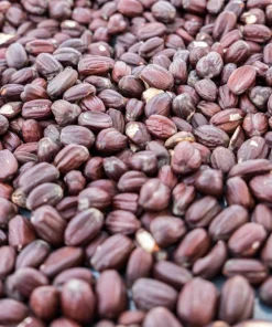 Jojoba Seeds - Simmondsia Chinensis Shrub Seeds - 5 Count - Evergreen - Outdoor - Image 9