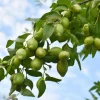 Jojoba Seeds - Simmondsia Chinensis Shrub Seeds - 5 Count - Evergreen - Outdoor - Image 1