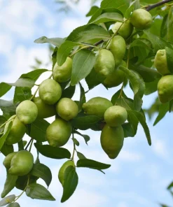 Jojoba Seeds - Simmondsia Chinensis Shrub Seeds - 5 Count - Evergreen - Outdoor - Image 1