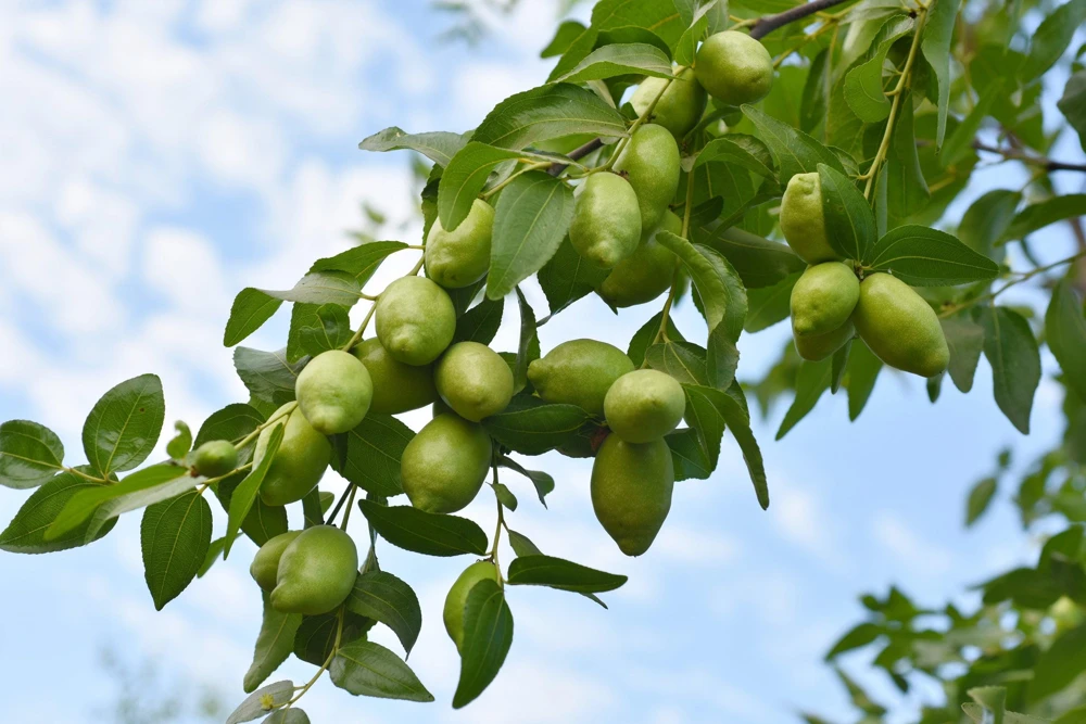 Jojoba Seeds - Simmondsia Chinensis Shrub Seeds - 5 Count - Evergreen - Outdoor - Image 1