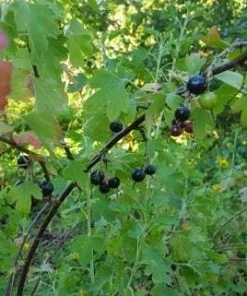 Jostaberry Orus 8 Gooseberry Bush Cuttings - Set of 12 Unrooted - Image 2