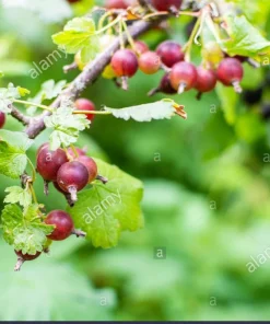 Jostaberry Orus 8 Gooseberry Bush Cuttings - Set of 12 Unrooted - Image 3