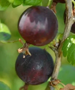 Jostaberry Orus 8 Gooseberry Bush Cuttings - Set of 12 Unrooted - Image 4