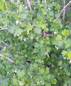 Jostaberry Orus 8 Gooseberry Bush Cuttings - Set of 12 Unrooted for Propagation - Image 1