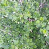 Jostaberry ORUS 8 Gooseberry Bush Cuttings - Set of 12 Unrooted for Planting Outdoor - Image 1