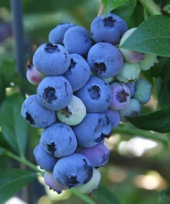Jubilee Southern Highbush Blueberry Live Plant - Healthy 2 Year Old Bush, Outdoor - Image 2