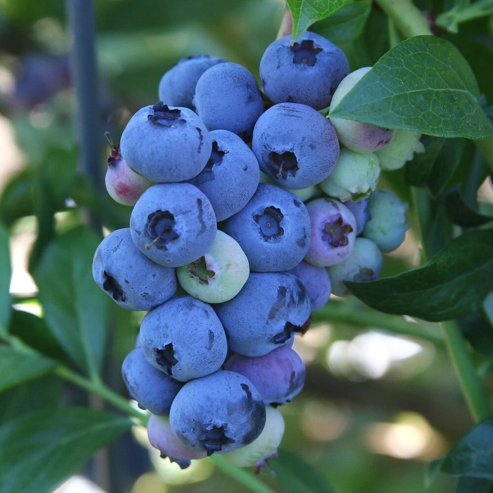 Jubilee Southern Highbush Blueberry Live Plant - Healthy 2 Year Old Bush, Outdoor - Image 2