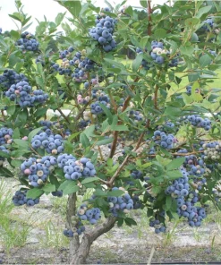 Jubilee Southern Highbush Blueberry Live Plant - Healthy 2 Year Old Bush, Outdoor - Image 3
