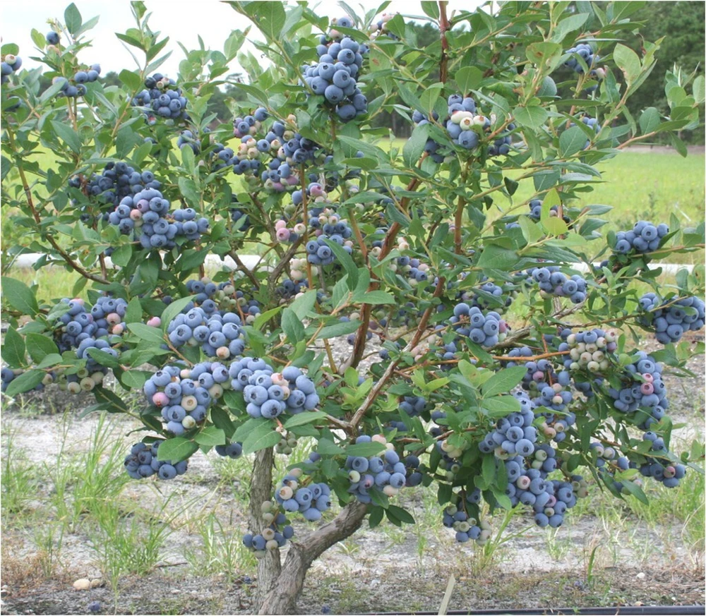 Jubilee Southern Highbush Blueberry Live Plant - Healthy 2 Year Old Bush, Outdoor - Image 3
