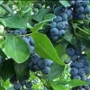 Jubilee Southern Highbush Blueberry Live Plant - Healthy 2 Year Old Bush, Outdoor - Image 1