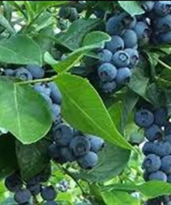 Jubilee Southern Highbush Blueberry Live Plant - Healthy 2 Year Old Bush, Outdoor - Image 1