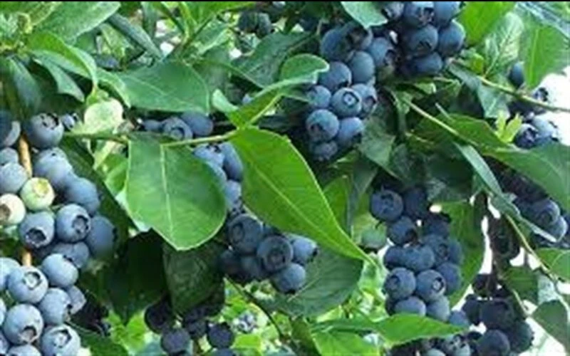 Jubilee Southern Highbush Blueberry Live Plant - Healthy 2 Year Old Bush, Outdoor - Image 1