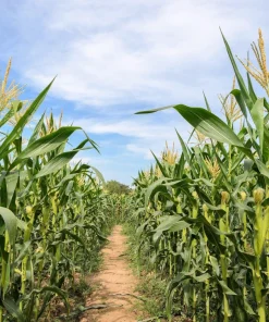 Jubilee Sweet Corn Seeds - 50 Yellow Zea Mays Vegetable Seeds for Planting - Image 2