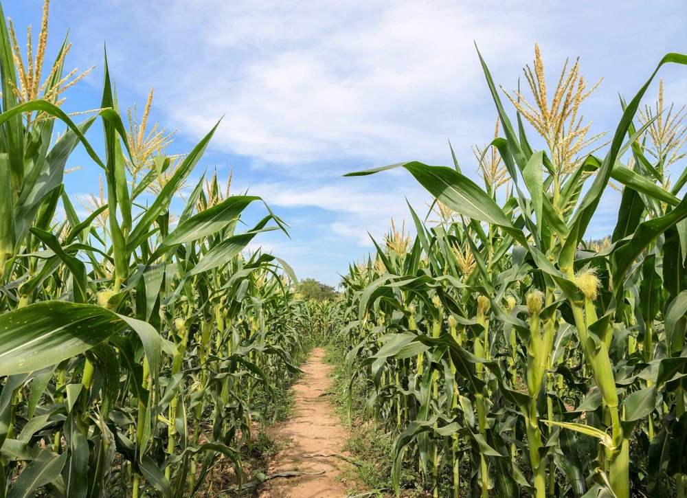 Jubilee Sweet Corn Seeds - 50 Yellow Zea Mays Vegetable Seeds for Planting - Image 2