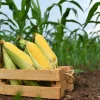 Jubilee Sweet Corn Seeds - 50 Yellow Zea Mays Vegetable Seeds for Planting - Image 1