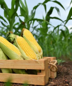 Jubilee Sweet Corn Seeds - 50 Yellow Zea Mays Vegetable Seeds for Planting - Image 1