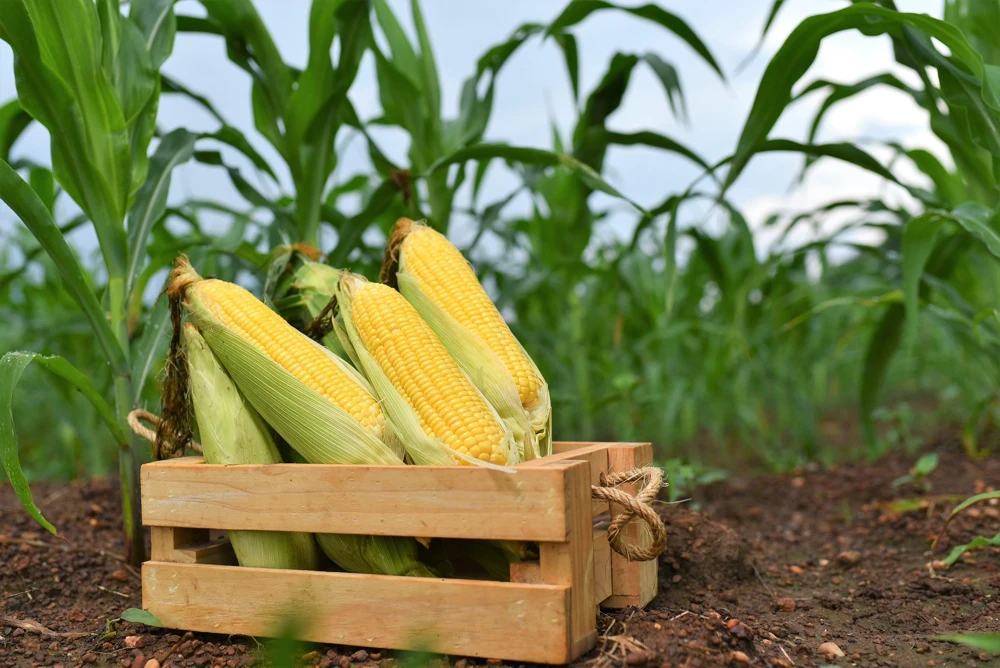 Jubilee Sweet Corn Seeds - 50 Yellow Zea Mays Vegetable Seeds for Planting - Image 1