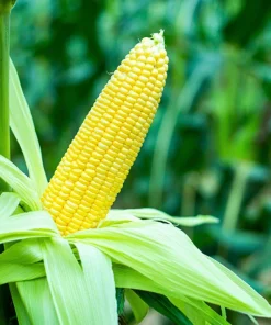 Jubilee Sweet Corn Seeds - 50 Yellow Zea Mays Vegetable Seeds for Planting - Image 3
