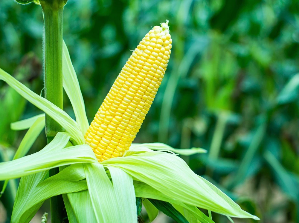 Jubilee Sweet Corn Seeds - 50 Yellow Zea Mays Vegetable Seeds for Planting - Image 3