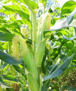 Jubilee Sweet Corn Seeds - 50 Yellow Zea Mays Vegetable Seeds for Planting - Image 5