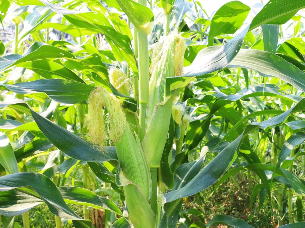 Jubilee Sweet Corn Seeds - 50 Yellow Zea Mays Vegetable Seeds for Planting - Image 5