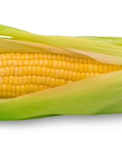 Jubilee Sweet Corn Seeds - 50 Yellow Zea Mays Vegetable Seeds for Planting - Image 6