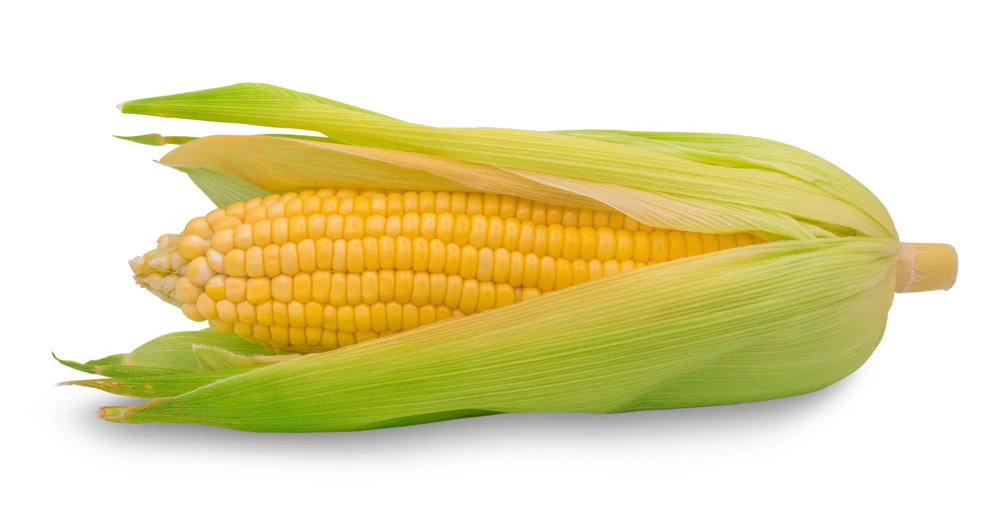 Jubilee Sweet Corn Seeds - 50 Yellow Zea Mays Vegetable Seeds for Planting - Image 6
