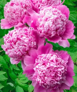 Jules Elie Double Peony Bare Root Plant - Live Perennial Rose Pink Flower Outdoor - Image 2