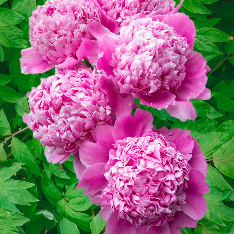 Jules Elie Double Peony Bare Root Plant - Live Perennial Rose Pink Flower Outdoor - Image 2