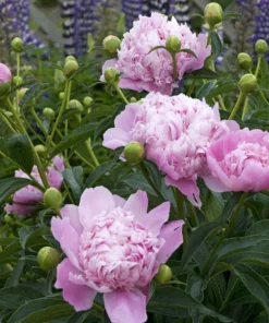 Jules Elie Double Peony Bare Root Plant - Live Perennial Rose Pink Flower Outdoor - Image 3