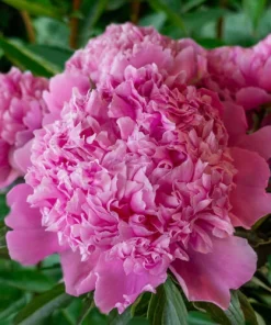 Jules Elie Double Peony Bare Root Plant - Live Perennial Rose Pink Flower Outdoor - Image 1