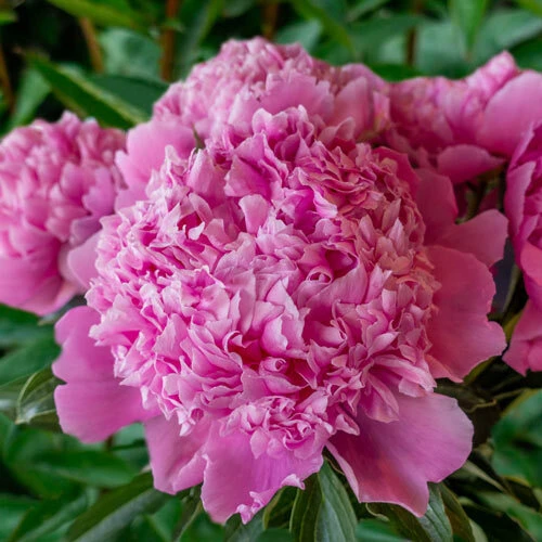 Jules Elie Double Peony Bare Root Plant - Live Perennial Rose Pink Flower Outdoor - Image 1