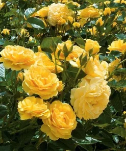 Julia Child Rose Live Plant – Yellow Floribunda Bush Rose – 4-6 Inch Tall Outdoor Plant - Image 2