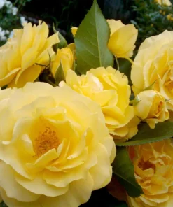 Julia Child Rose Live Plant – Yellow Floribunda Bush Rose – 4-6 Inch Tall Outdoor Plant - Image 3