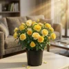 Julia Child Rose Live Plant – Yellow Floribunda Bush Rose – 4-6 Inch Tall Outdoor Plant - Image 1