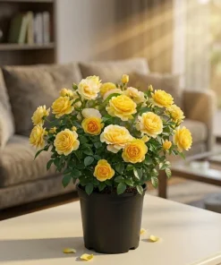 Julia Child Rose Live Plant – Yellow Floribunda Bush Rose – 4-6 Inch Tall Outdoor Plant - Image 1