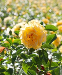 Julia Child Rose Live Plant – Yellow Floribunda Bush Rose – 4-6 Inch Tall Outdoor Plant - Image 4
