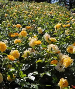 Julia Child Rose Live Plant – Yellow Floribunda Bush Rose – 4-6 Inch Tall Outdoor Plant - Image 5
