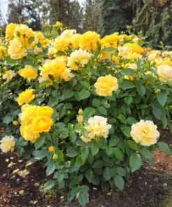 Julia Child Rose Live Plant – Yellow Floribunda Bush Rose – 4-6 Inch Tall Outdoor Plant - Image 6