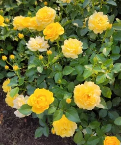 Julia Child Rose Live Plant – Yellow Floribunda Bush Rose – 4-6 Inch Tall Outdoor Plant - Image 7